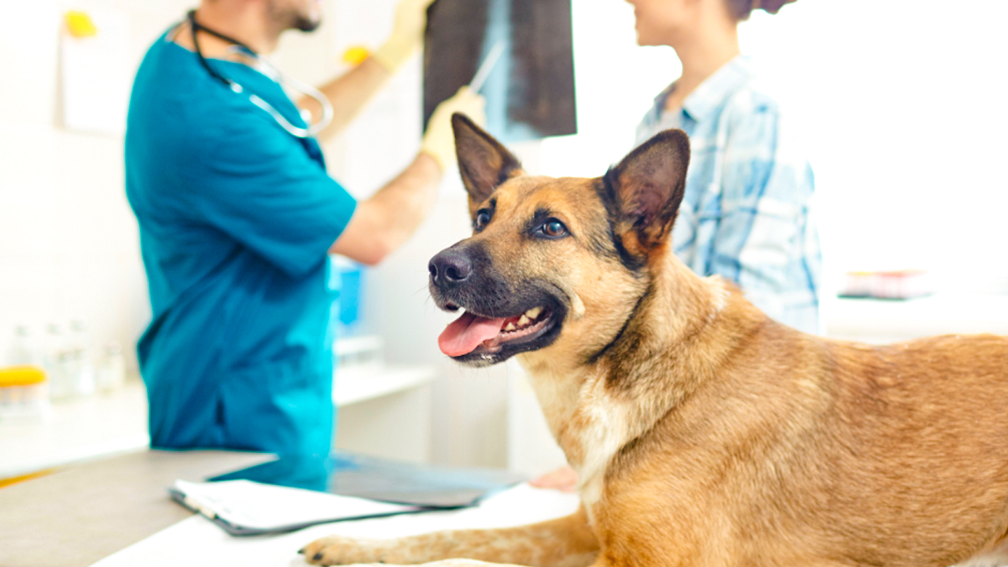Companion Animals, House Pets and Equines | Boehringer Ingelheim